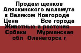 Продам щенков Аляскинского маламута в Великом Новгороде › Цена ­ 5 000 - Все города Животные и растения » Собаки   . Мурманская обл.,Оленегорск г.